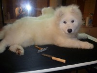 /album/lara-kisallat-kozmetika/cid-kicsike-jpg/